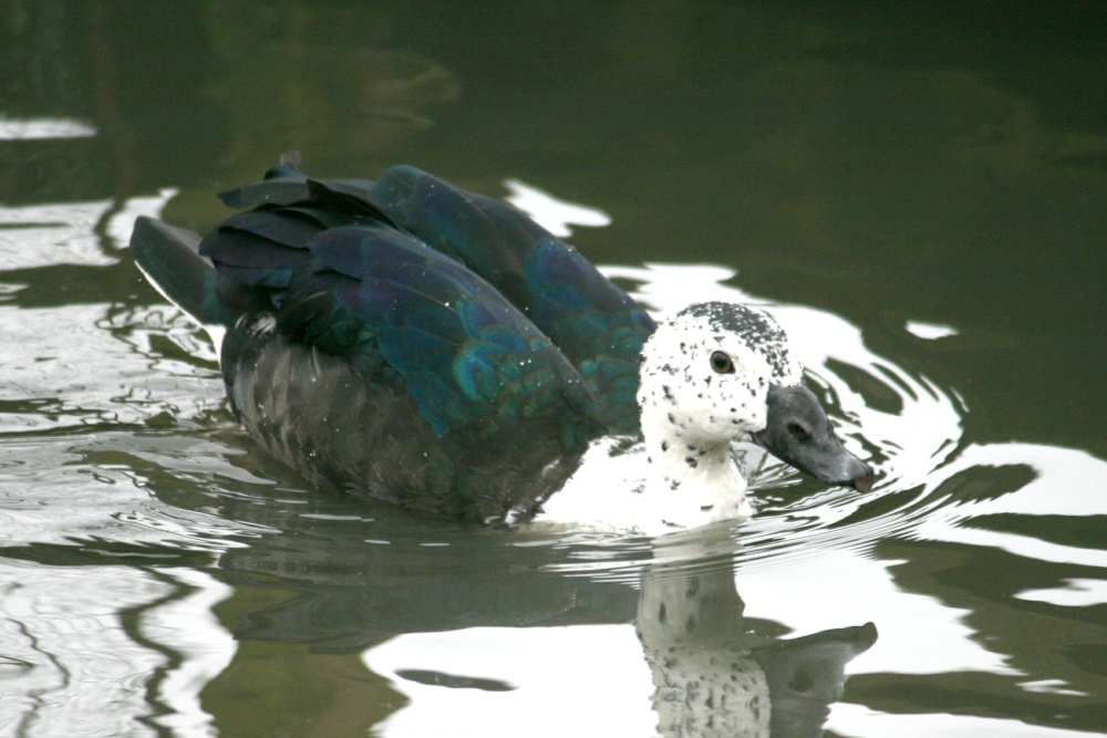 South American Comb Duck.