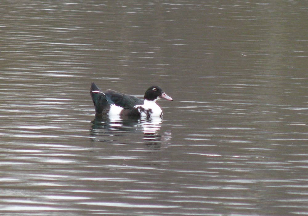 Daneshill Lakes and Nature Reserve