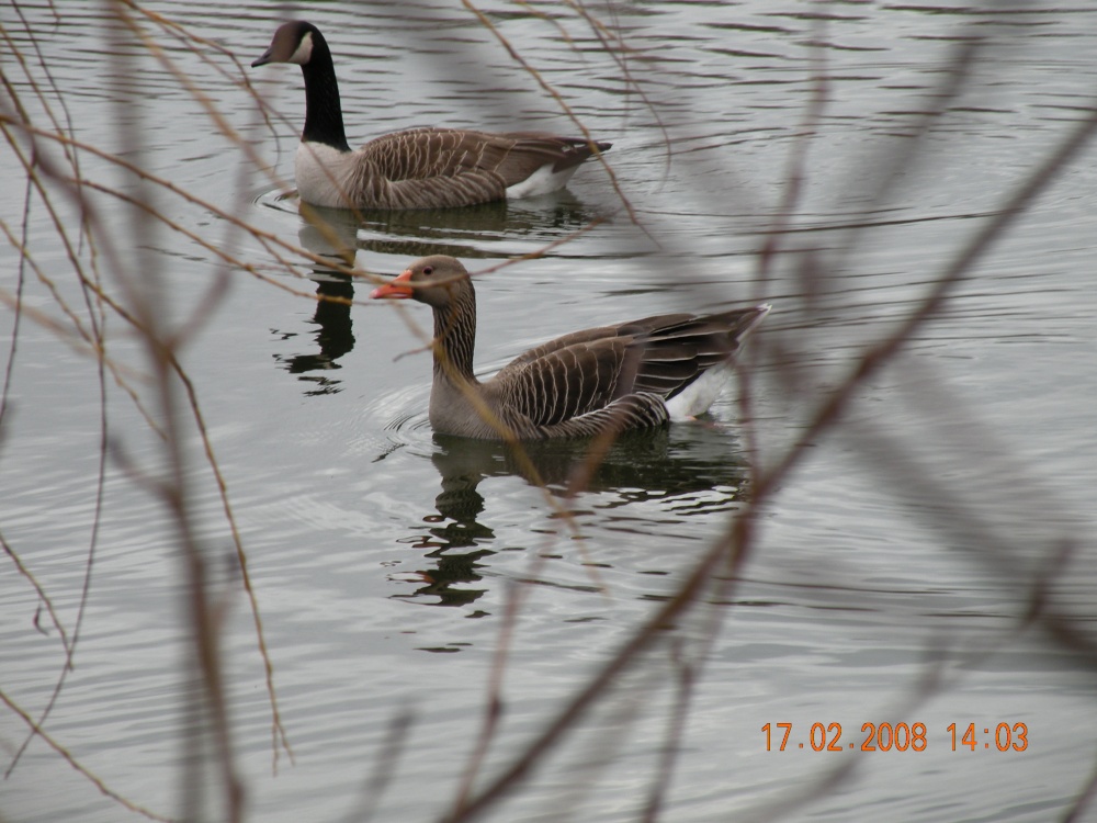 Daneshill Lakes and Nature Reserve