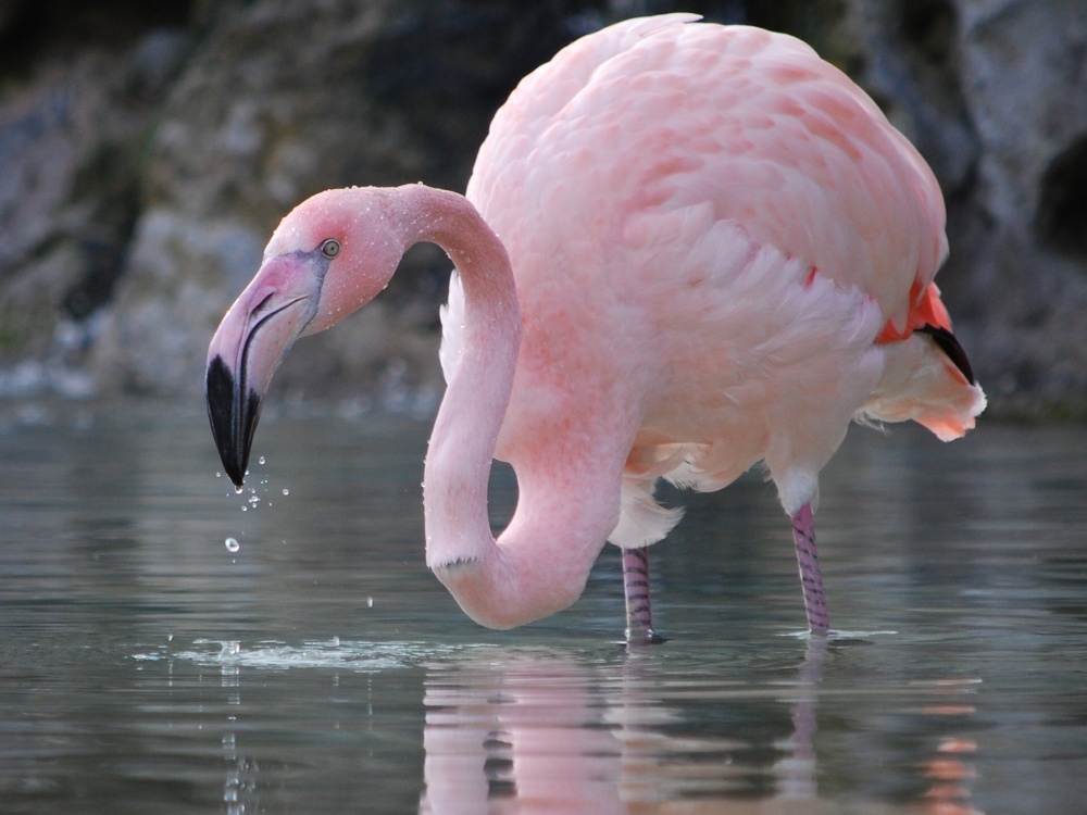 Flamingo! photo by Stephanie Jackson