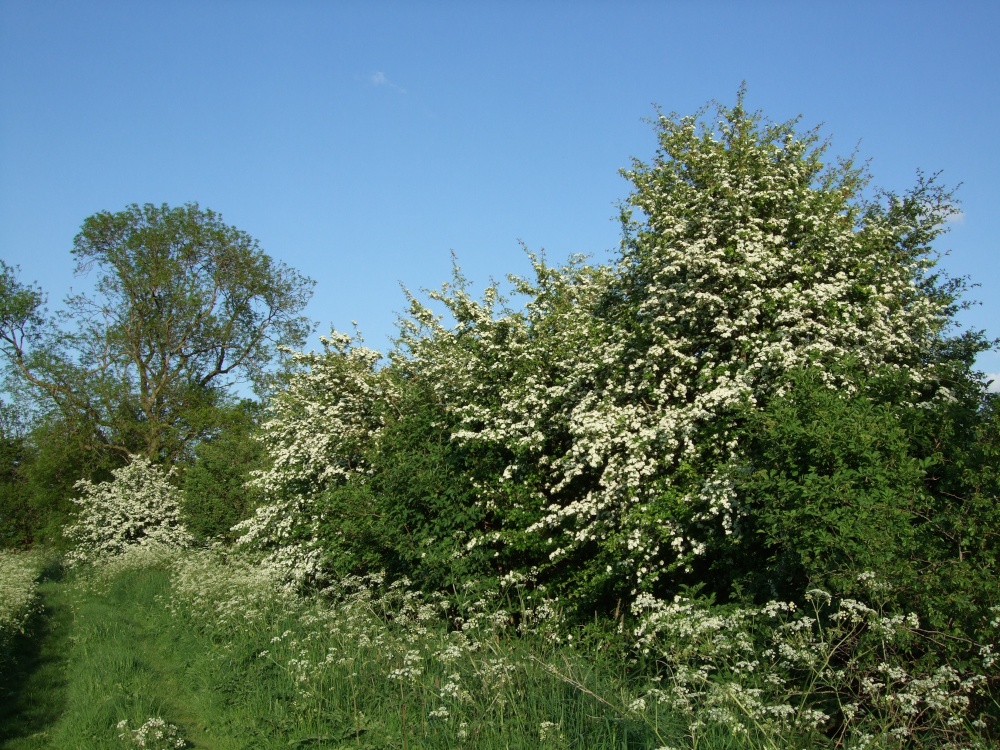 Hawthorn hedges along the green lane
