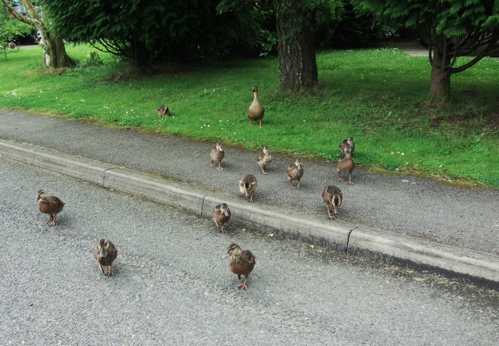 Mother and ducklings