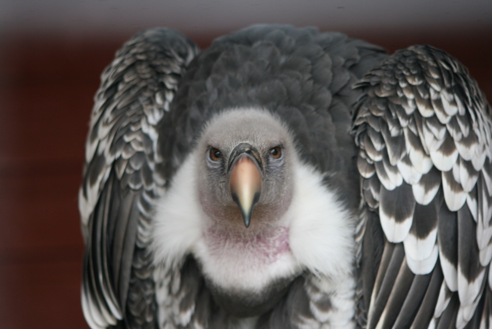 Gandalf-Perrels Griffin Vulture