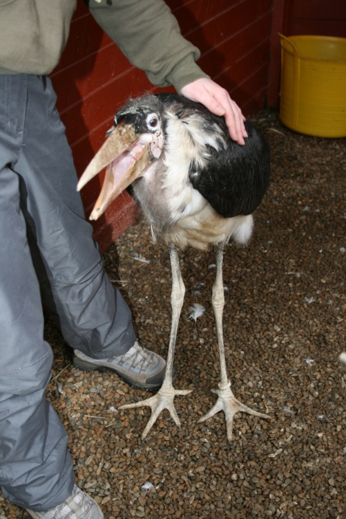 Mandy-Marabou Stork