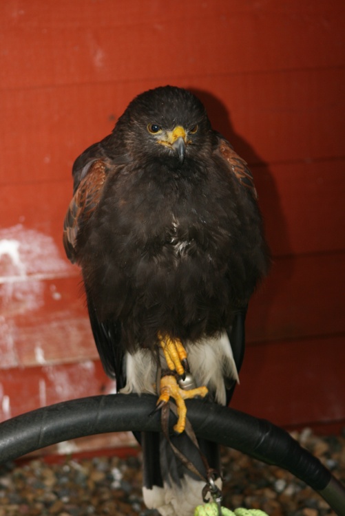 Duke-Harris Hawk