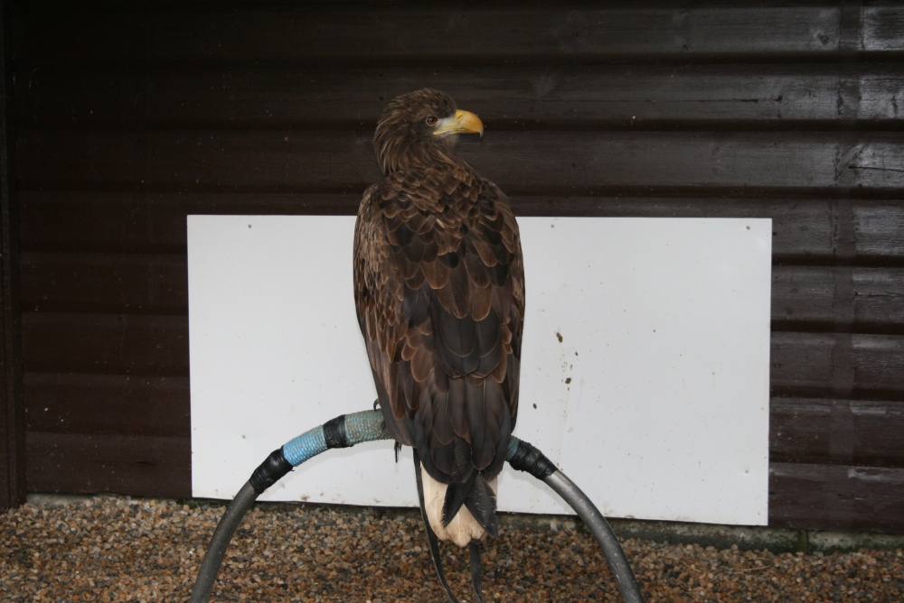 Sima-White Tailed Sea Eagle