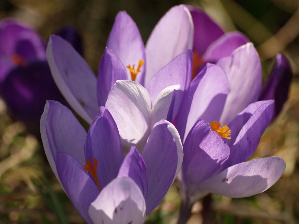 Crocuses, my garden, Steeple Claydon, Bucks.