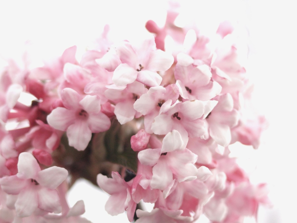 Tree flowers, my garden, Steeple Claydon, Bucks