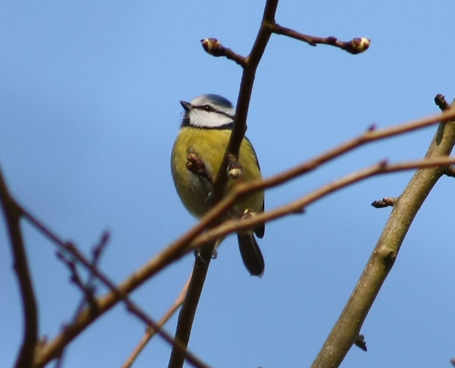 Bluetit