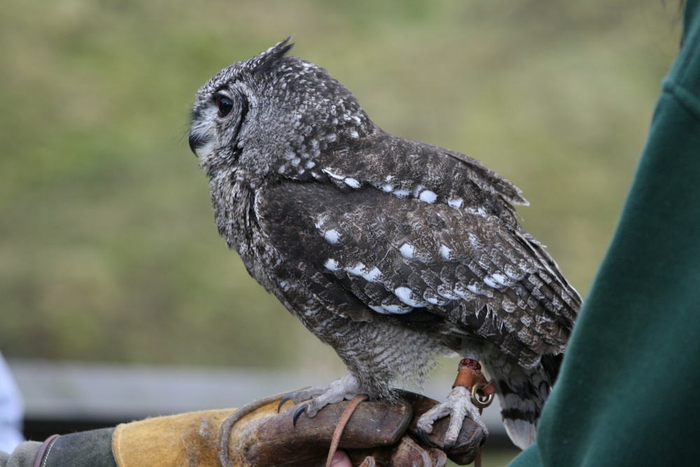 Micky-Vermiculated Eagle Owl
