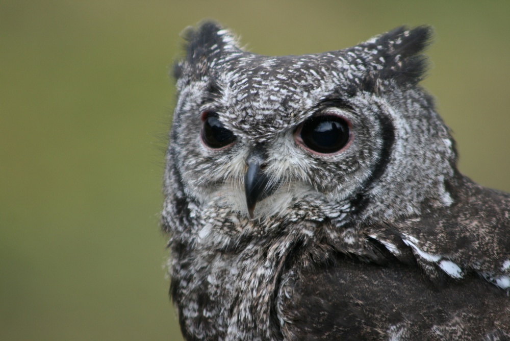 Micky-Vermiculated Eagle Owl
