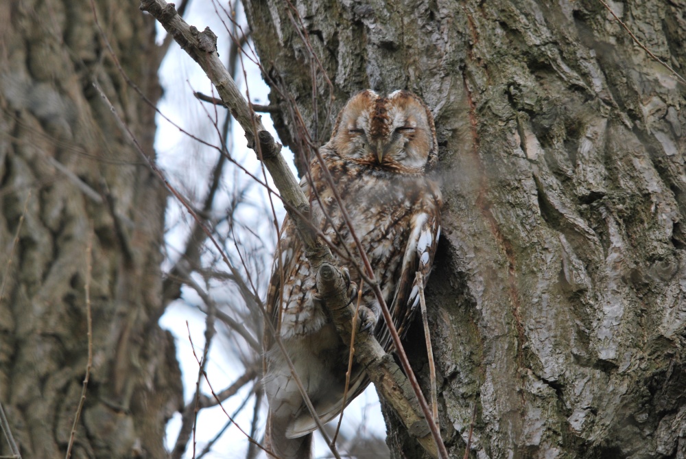 Photograph of Sleeping Tawny Owl