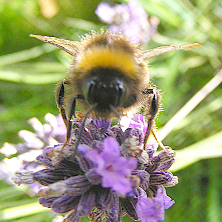 Bee on Lavender