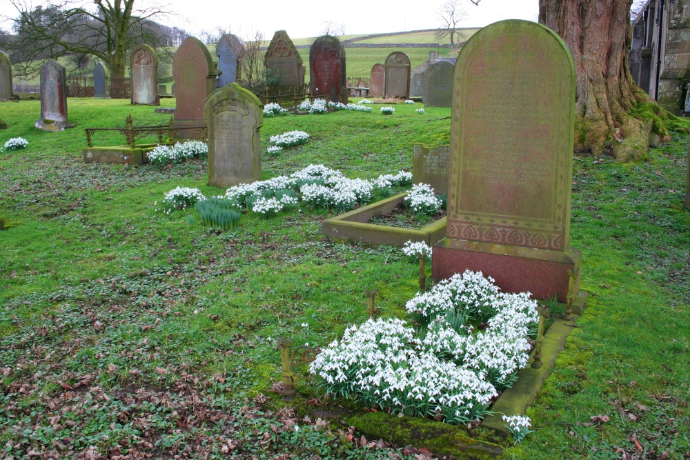 Photograph of Snowdrops