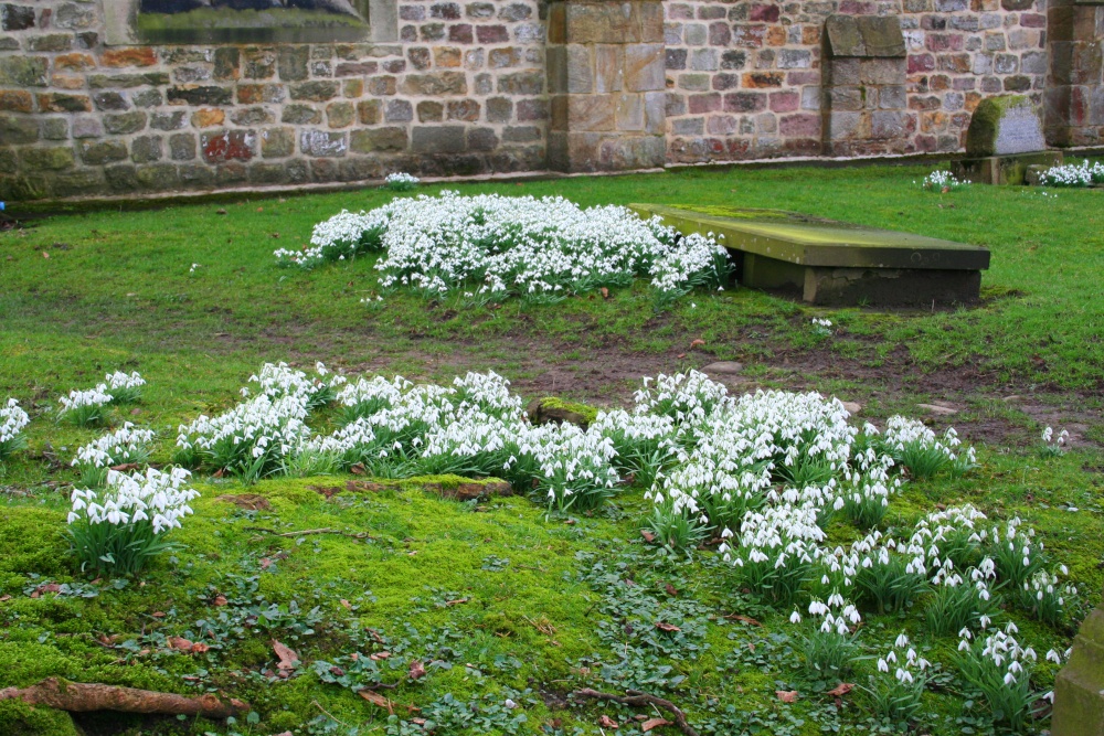 Photograph of Snowdrops