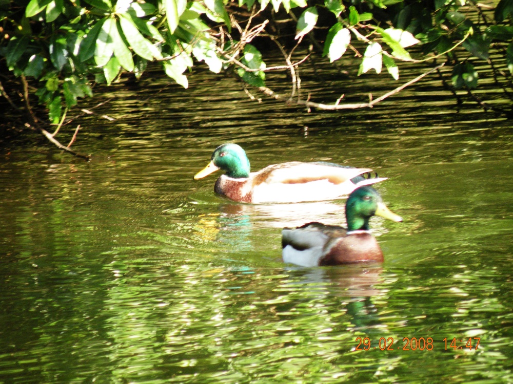 The pond photo by Barbara Whiteman