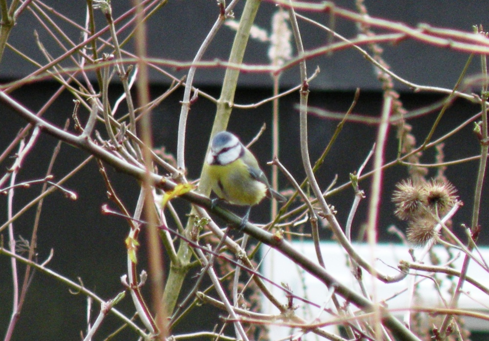 Blue Tit