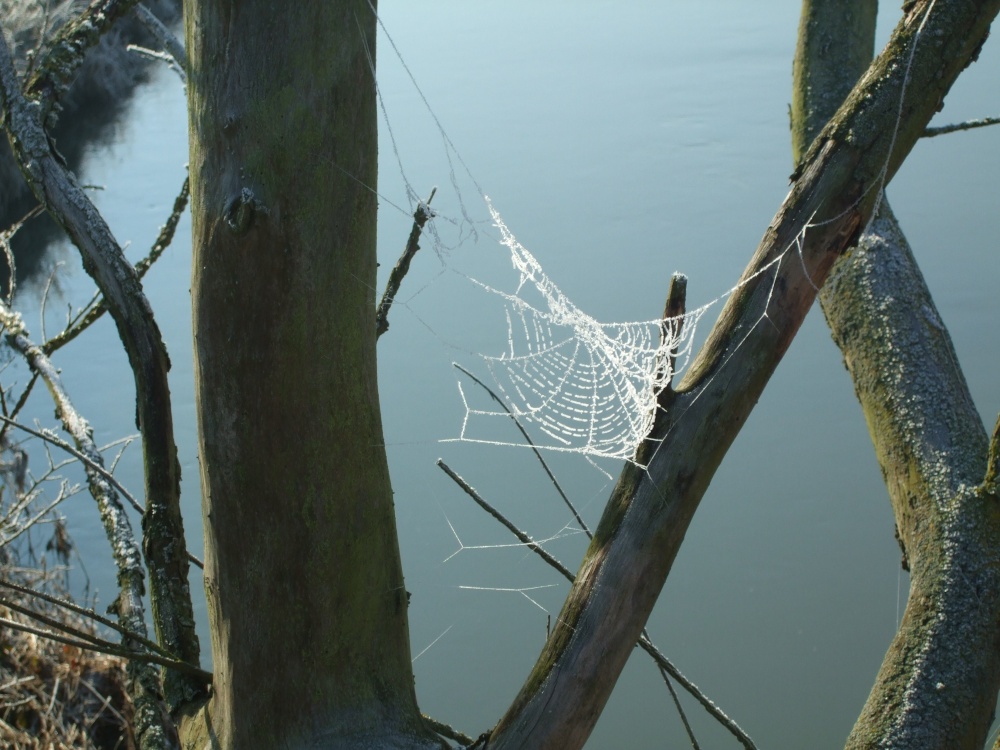 Frozen cobweb over the River Witham