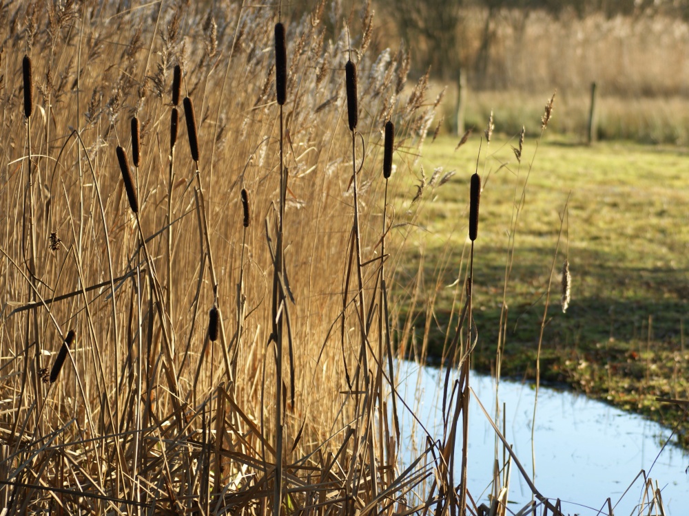 Bulrushes at the Nature Reserve