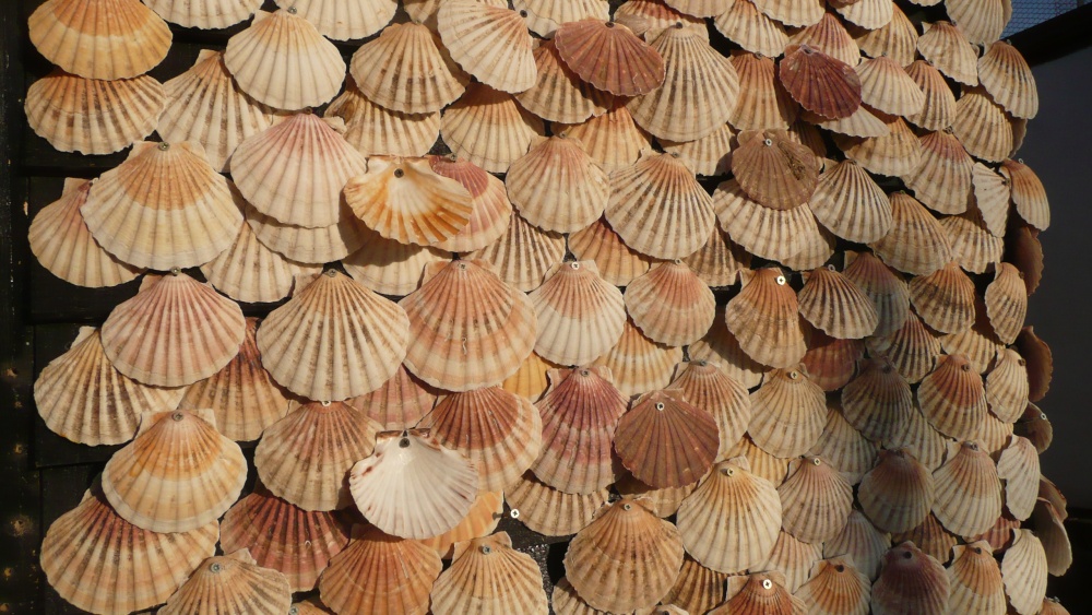 SHELLS