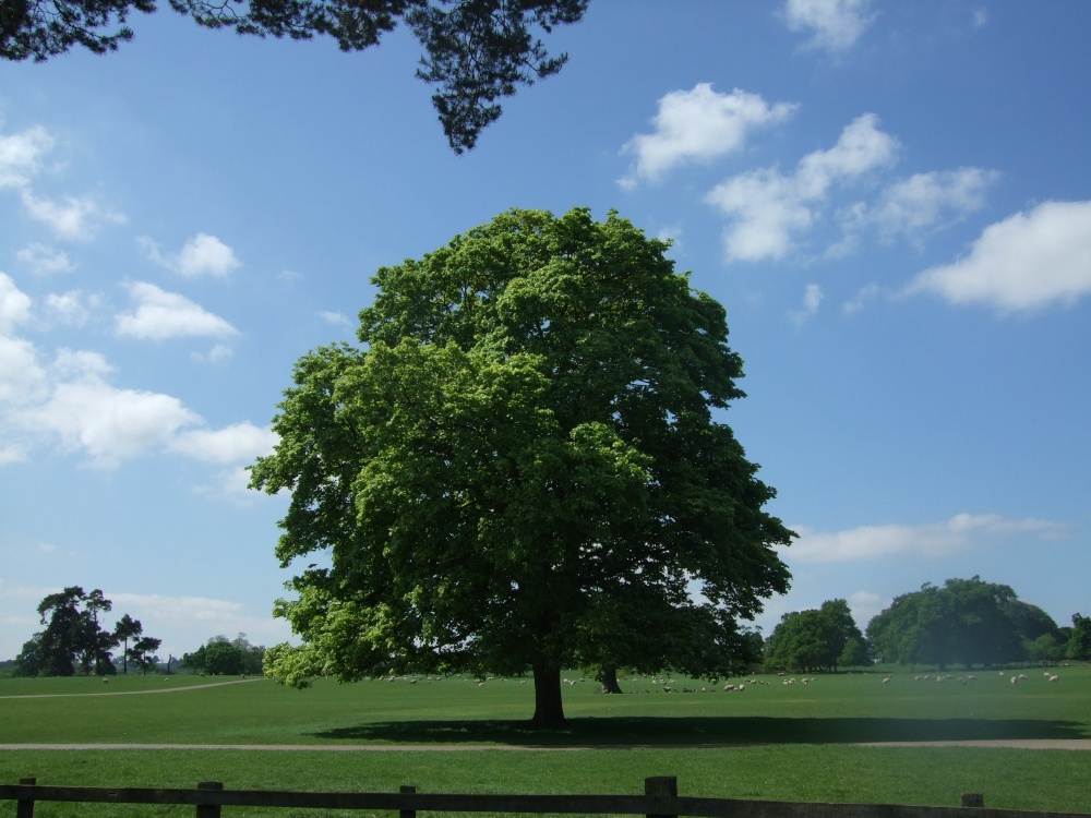 Photograph of The grounds, Calke Abbey