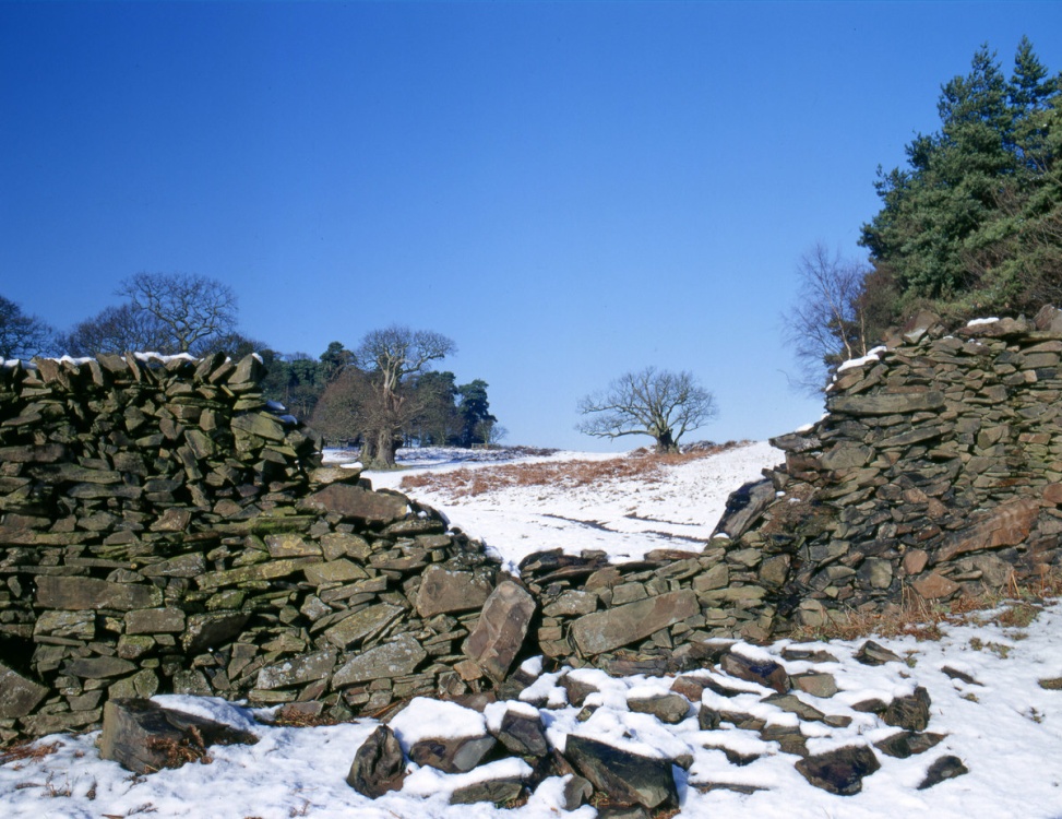 Bradgate Winter
