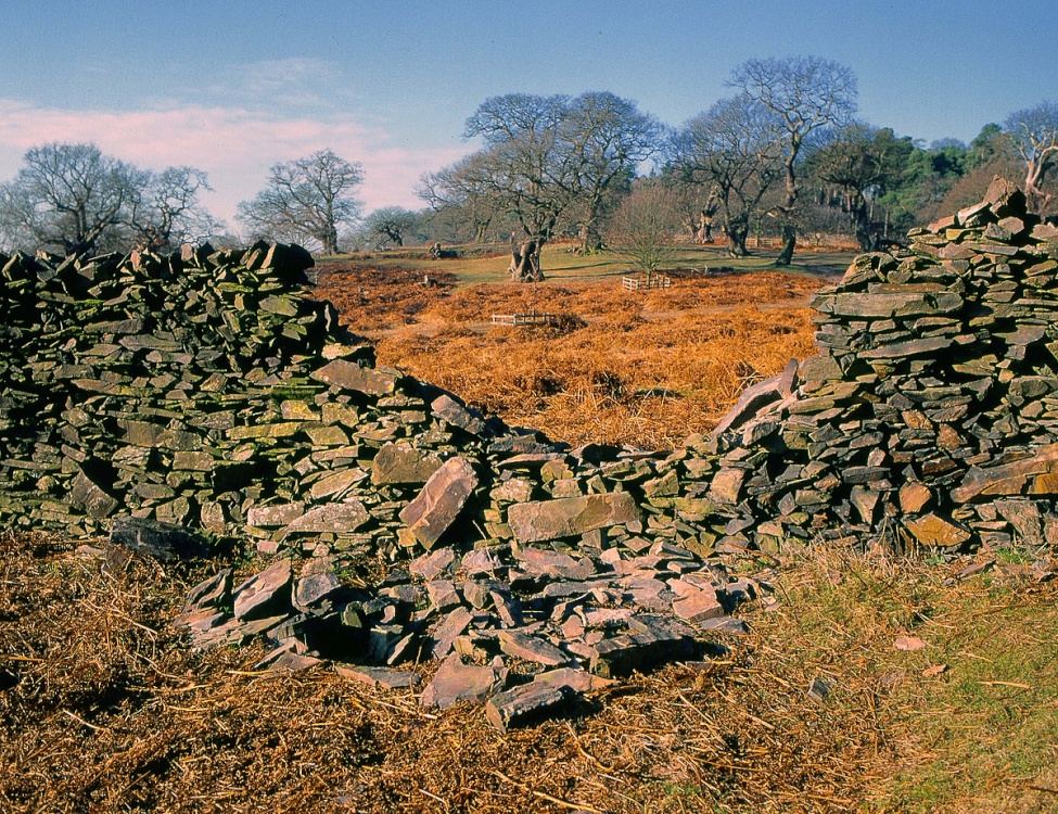 Bradgate Autumn.