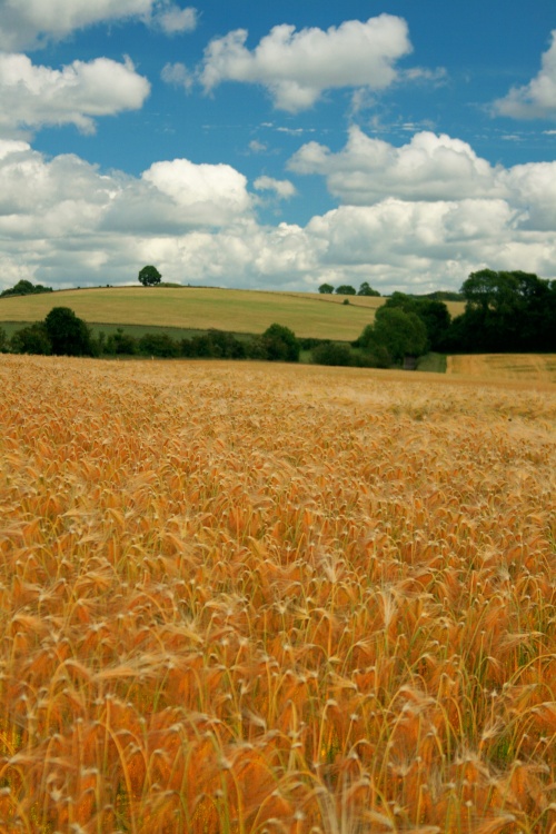 Photo of Summer in Snowshill...golden grains and cotton wool clouds.