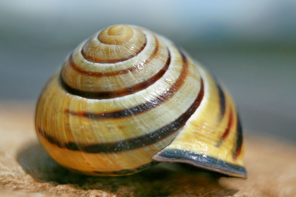 Summer in Snowshill....a more leisurely visitor to the lavender fields