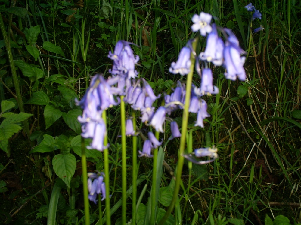 Photograph of Flowers