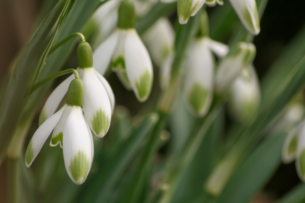 Snowdrops in the Winter Gardens, Malvern