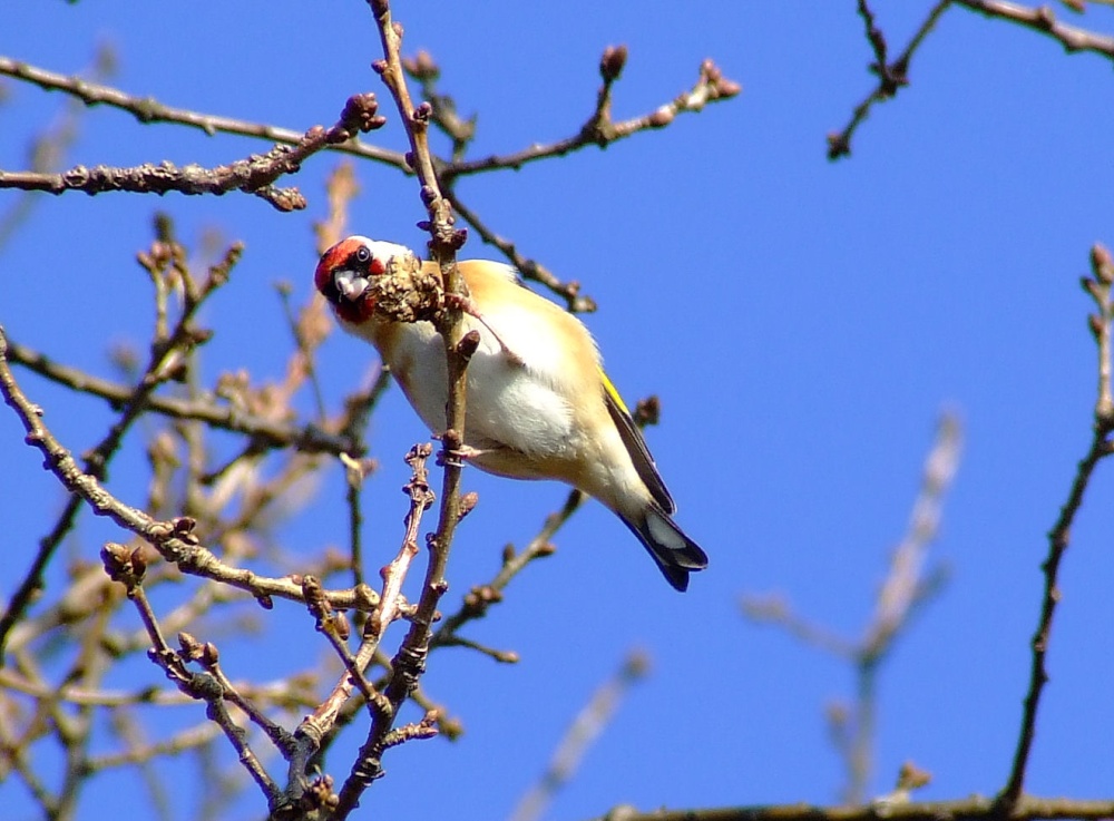 Goldfinch....carduelis carduelis