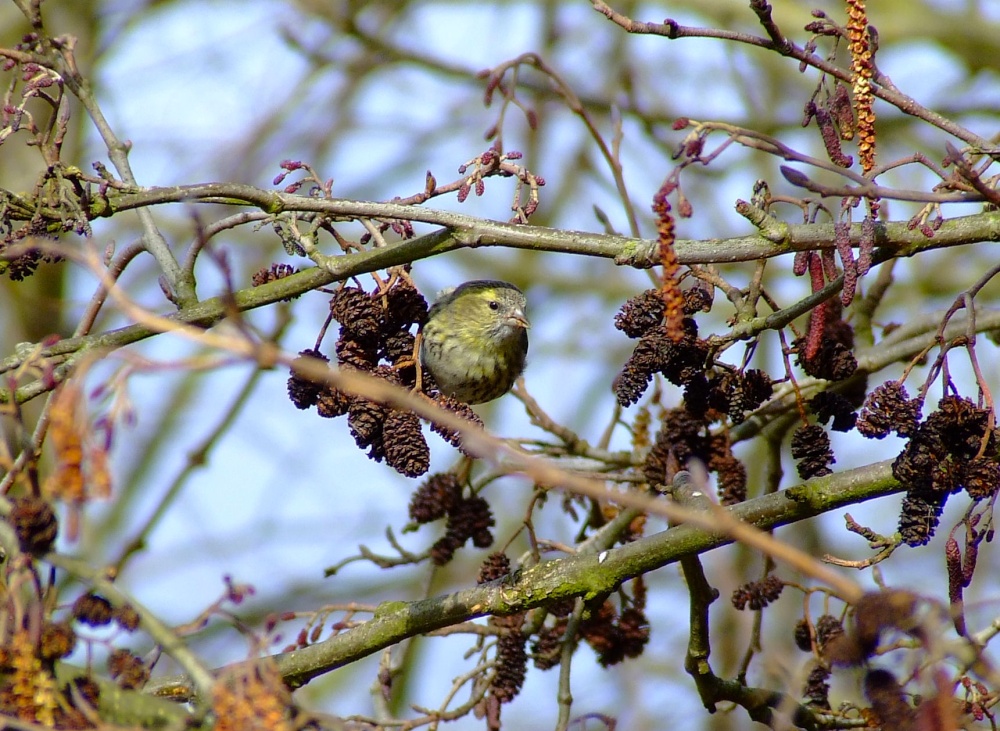 Photograph of Siskin....carduelis spinus, feeding in the alder tree....alnus glutinosa