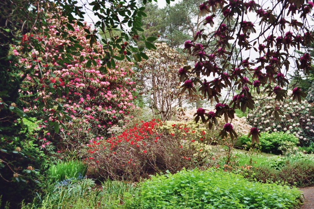 Inverewe Gardens in full bloom