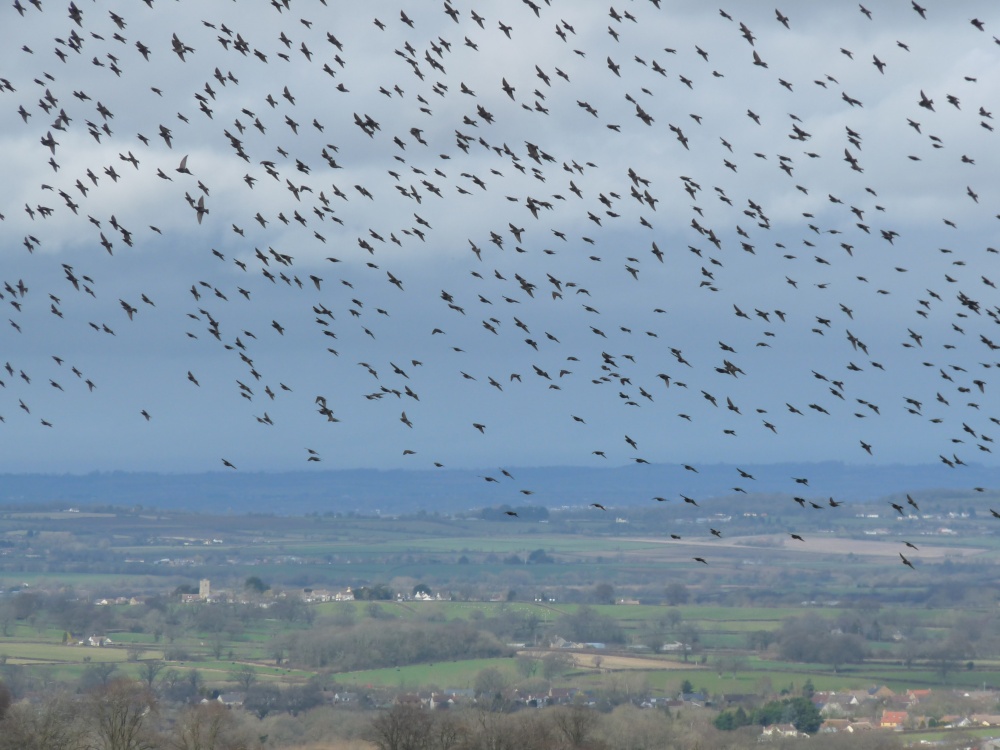 Starlings