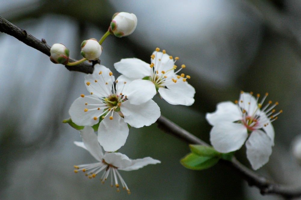 First blossom of spring in my garden