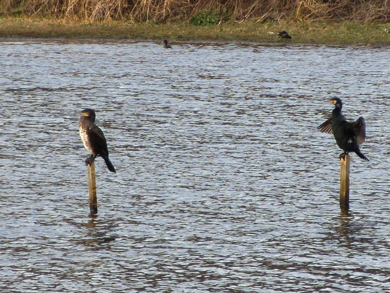 Cormorants on the Flash