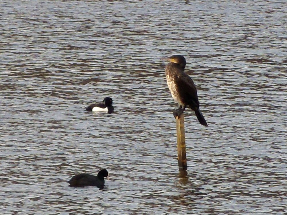 Cormorant, Tufted Duck and Coot
