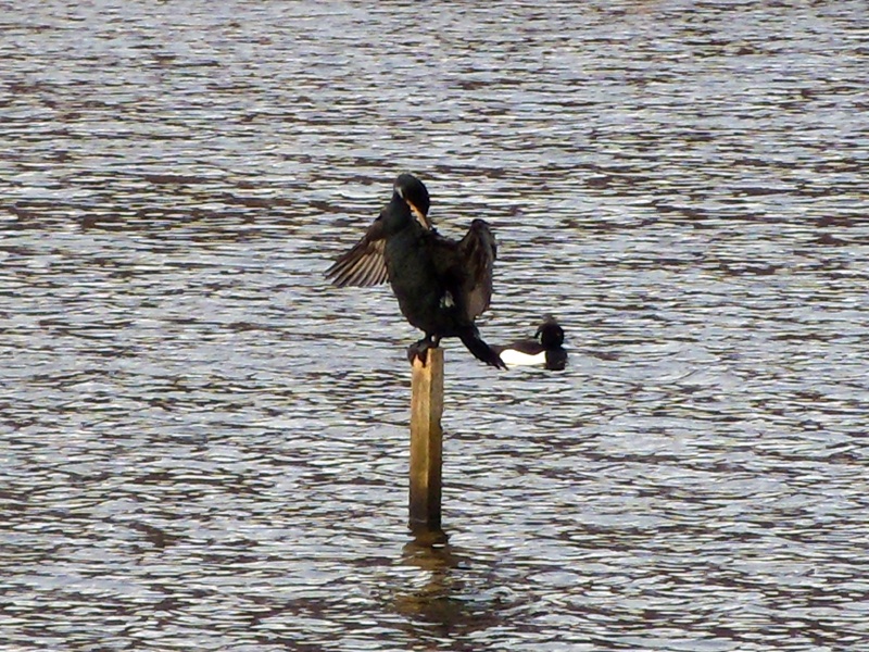 Cormorant and Tufted Duck