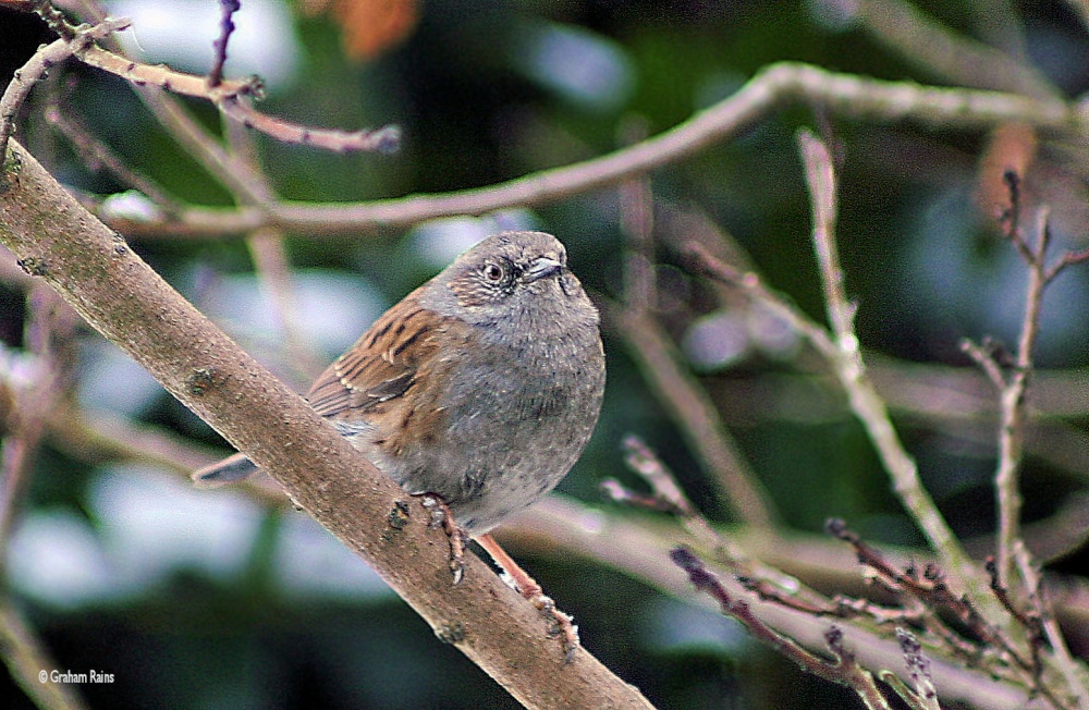 Shillingstone in Dorset