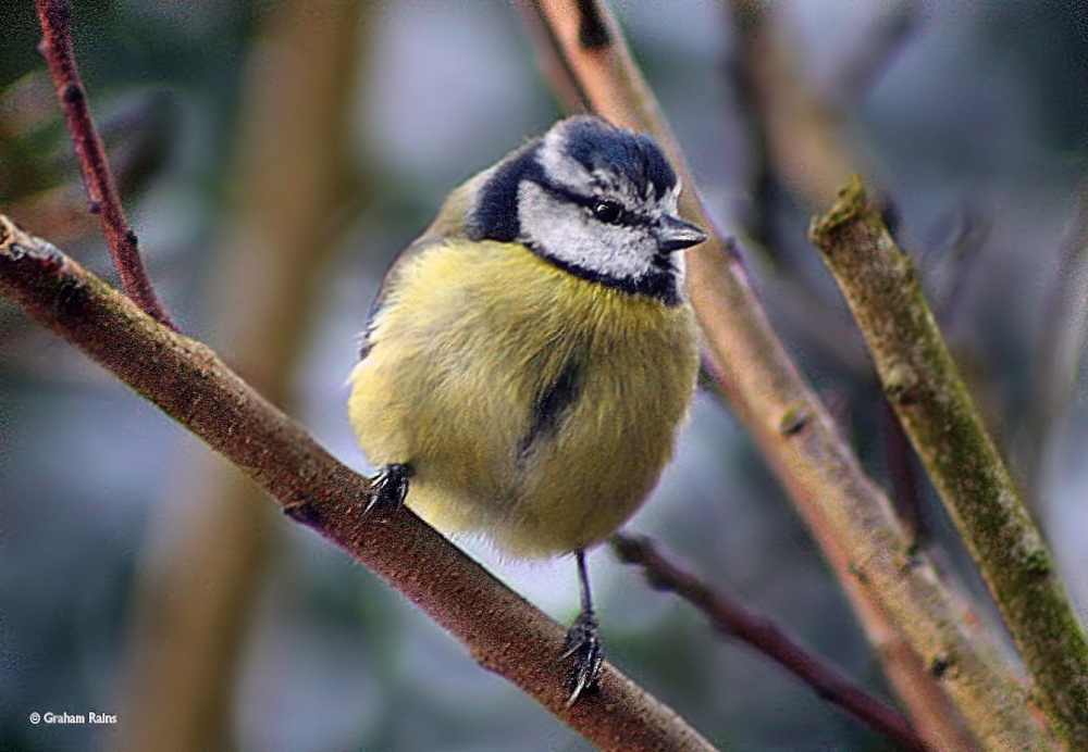 Shillingstone in Dorset