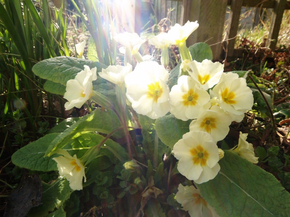 Primroses in bright sunlight, Steeple Claydon, Bucks