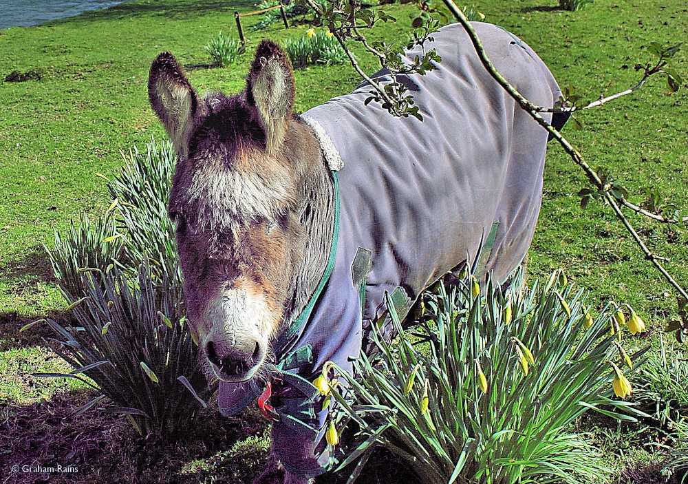 Spetisbury in Dorset