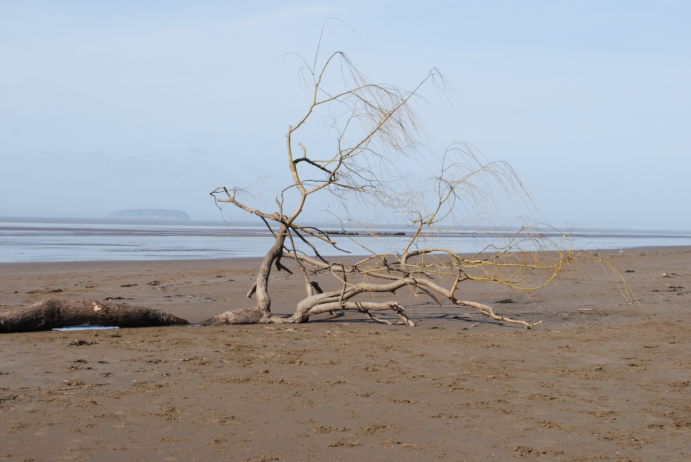 Washed up tree on Berrow beach