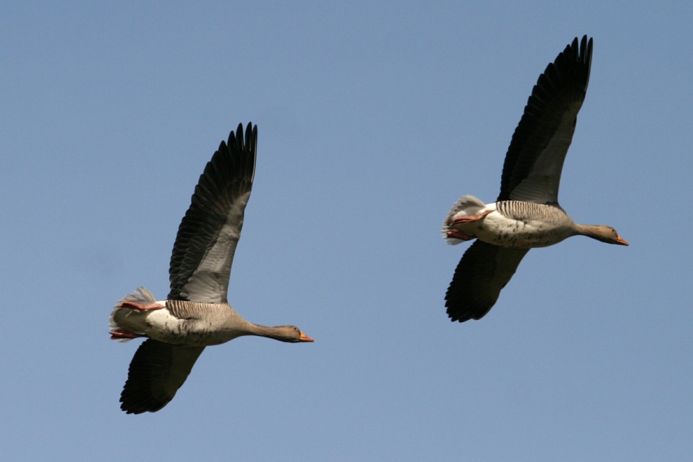 Greylag Geese