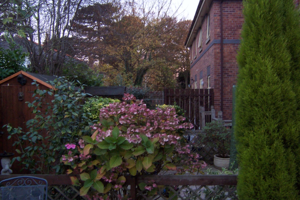Photograph of Neighbor's Garden at Polly's