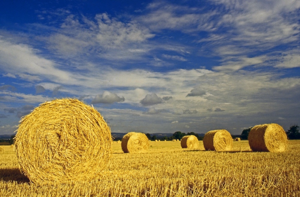 Photograph of Harvested Wheat Rolls.