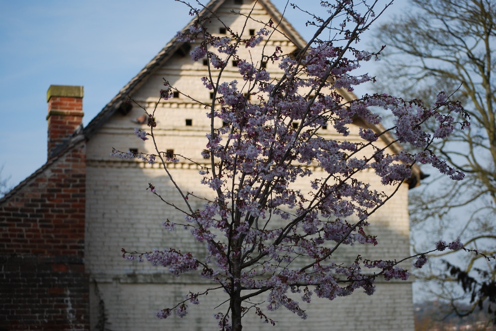 Blossom in March at Haden Hill Park