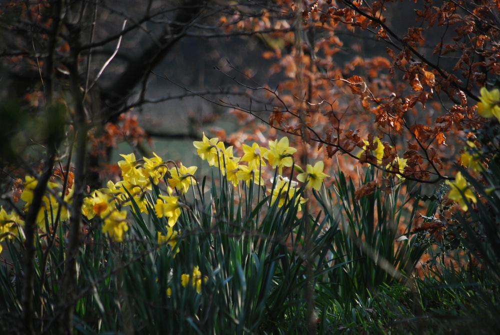 Photograph of Daffodils