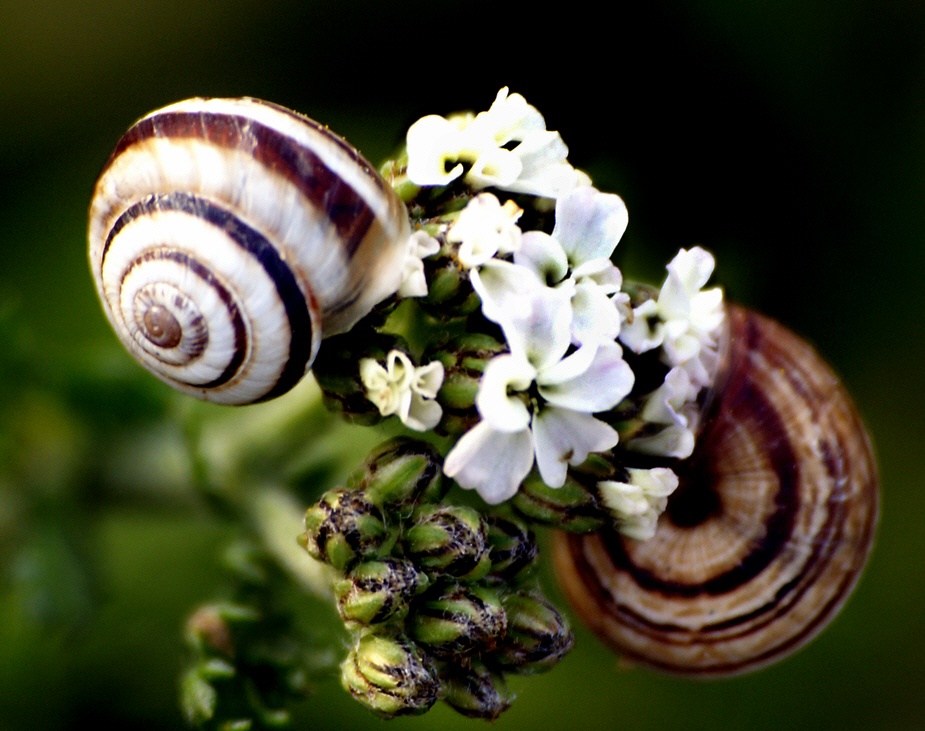 Photograph of Even snails like flowers